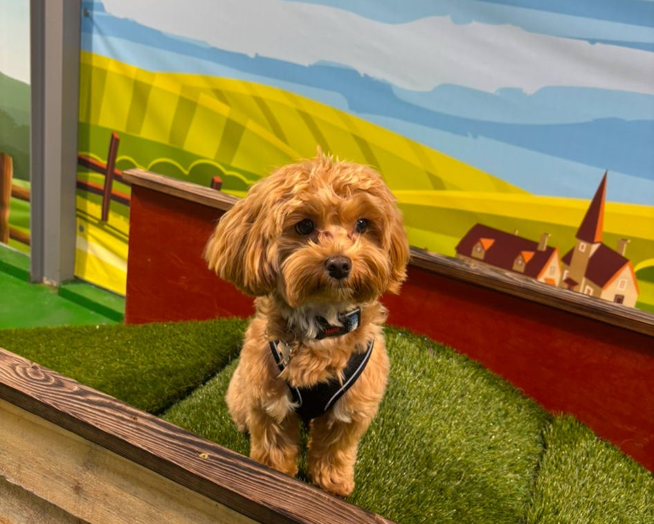 freddy_dog treat -founder-chef woof