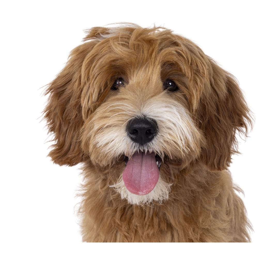 Calming Treats for Dogs - Chef Woof