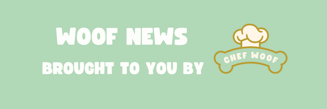 What-Is-a-Dog-Friendly-Cafe-How-to-Make-Your-Cafe-Dog-Friendly-Chef-Woof Chef Woof | Dog Treats for hospitality