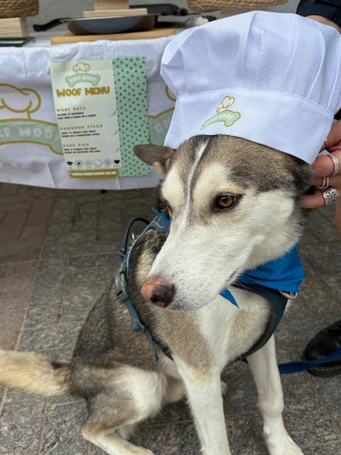 Dog wearing a blue bandana with a person holding a white shirt with Chef Woof  in the background.