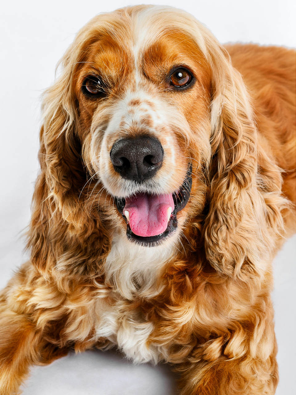Natural dog treats UK long lasting
