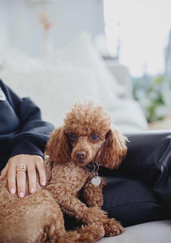 Best Dog Breeds for First Time Owners UK Guide